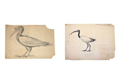 Lot 296 - TWO ORNITHOLOGICAL STUDIES OF BIRDS