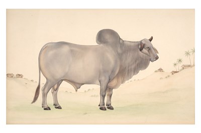 Lot 108 - A COMPANY SCHOOL DRAWING OF AN INDIAN HUMPED BULL OR ZEBU